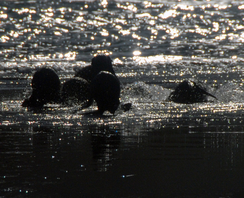 Black against the glittering water the seal pups would every now and then do a mad dash for the incoming waves. Fur seals are unique amongst seals at being able to run on their flippers.