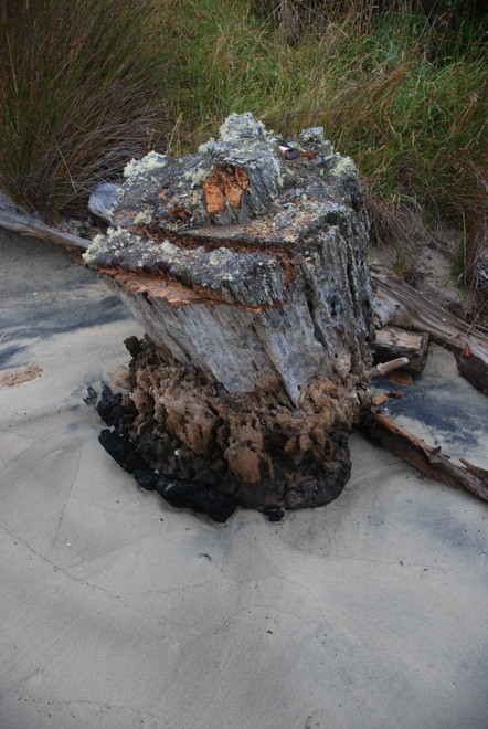 Big old tree stump on Post Office Beach