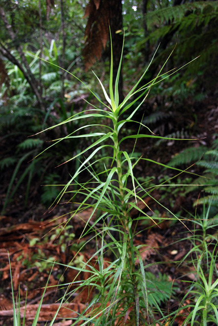 Juvenile Inaka (Dracophyllum longifolium) growing on the forest floor on Ulva Island (Thanks to Peter Tait for identification).