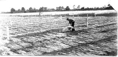 An unidentified worker spreads hanks of fibre in drying paddocks in Foxton/ Flax Town in Manawatu-W. The hanks of fibre are first dried on the ground and then hung over wire fences in background.  (Fo