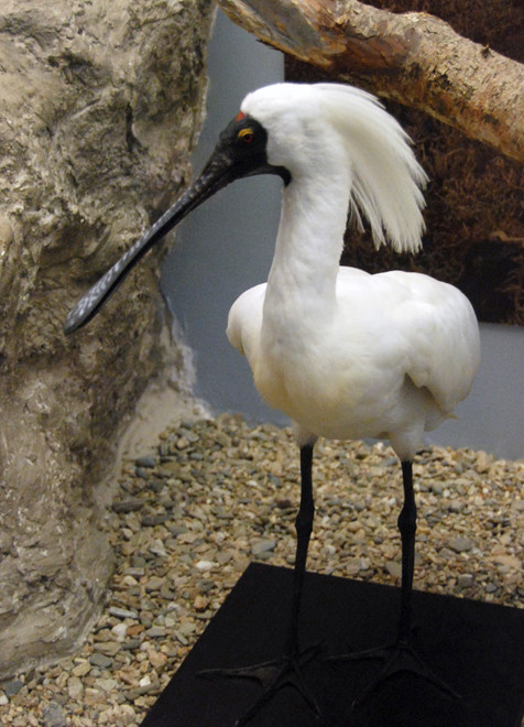 Royal Spoonbill, Otago Museum, Dunedin