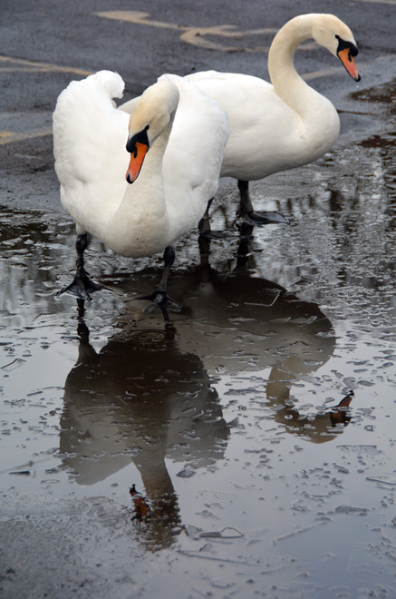 Mute swans and their reflections in a shallow, icy puddle in the car park at Kearsney Abbey, Temple Ewell, Dover.