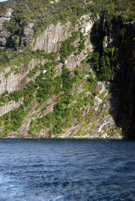 A skein of rain forest clings to the cracks and ledges created by the passing of numerous editions of the Milford Sound glacier.