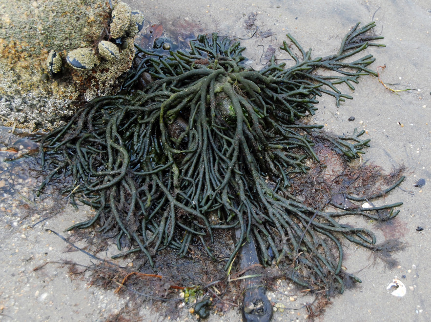 Callyspongia ramosa, the Finger sponge which grows from the intertidal zone to 50m deep. Here on Boulder Beach, Ulva Island with some very barnacle-encrusted Blue Mussels 