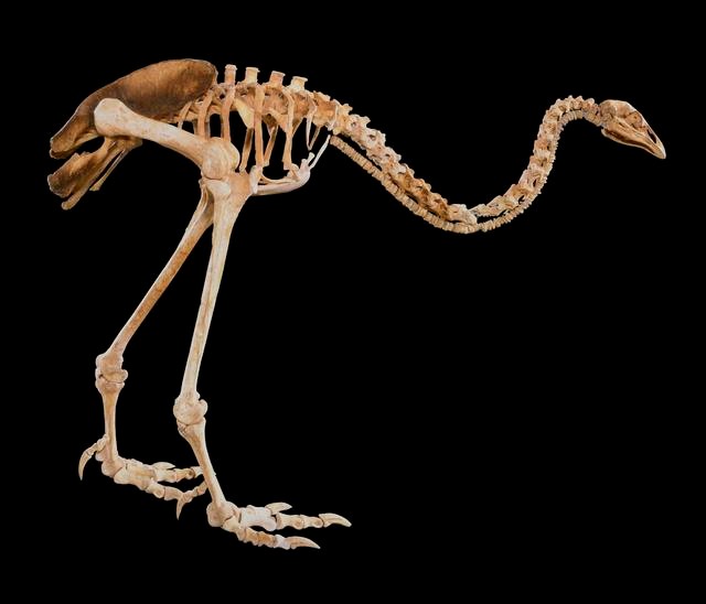 Upland Moa, Megalapteryx didinus, collected Mar 1987, Honeycomb Hill, Enduro, Map Grid 1385N 720E, New Zealand. Field Collection 1982-1988. CC BY-NC-ND licence. Te Papa (S.023700)