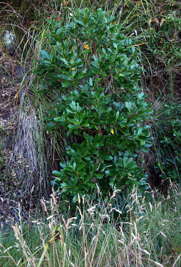 The shiny leaved Puka (griselinia lucida) that starts its life as an epiphyte and then roots from above with Cockspur grass in the front and a reed.