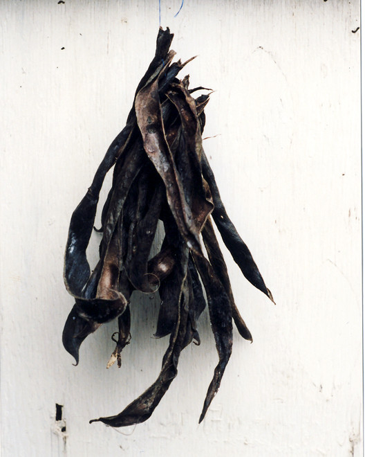 Husks prepared for The Drying Room (dried broad bean pods)