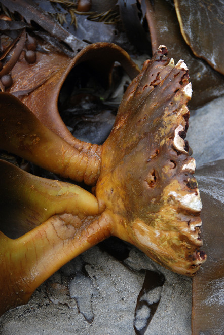 Kelp holdfast on the beach at Harrolds Bay, Stewart Island.