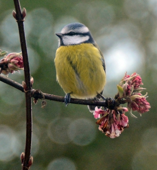 The Re-Blip: Blue Tit and Viburnam Bodnantensii. Cropped way down and through double glazing. Waiting for its go on the feeder.