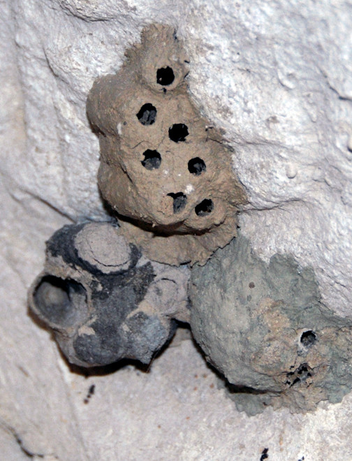 Inside one of the tombs were the cyllindrical, barrel-shaped, mud-constructed homes of some kind of insect.