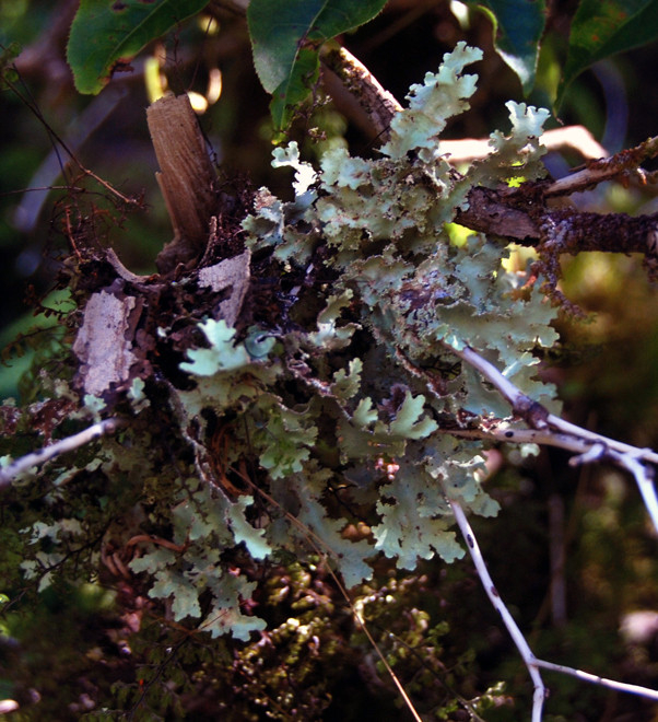 One of New Zealand's 2,000 species of lichen. This is a foliose (leafy) lichen growing on the Chalet Lookout Path.