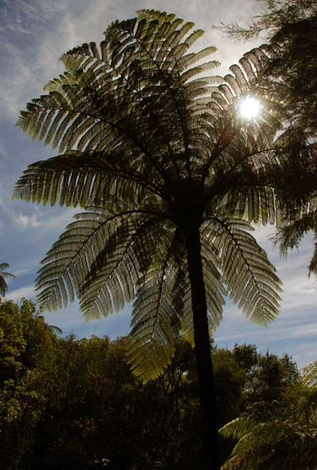 Spectacular tree fern on the Wainui Falls walk.