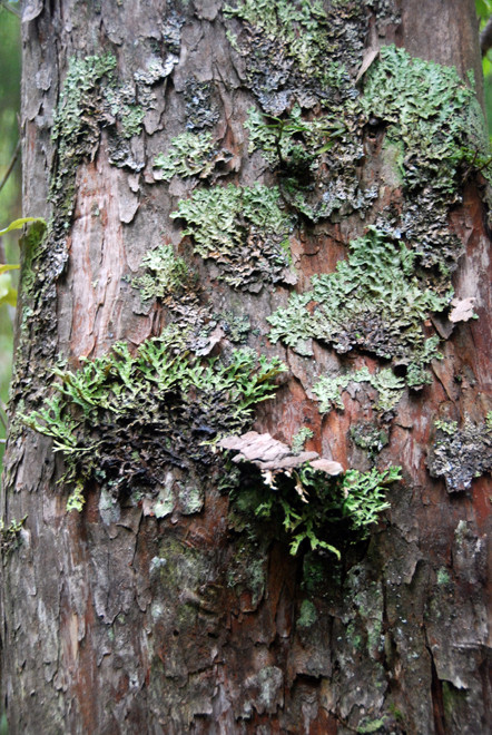 Thin Bark Totara and lichens on Ulva Island (part of the Stewart/Rakiura Islands). The totara are much attacked by the bark-stripping, sap drinking forest parrots (Kaka).