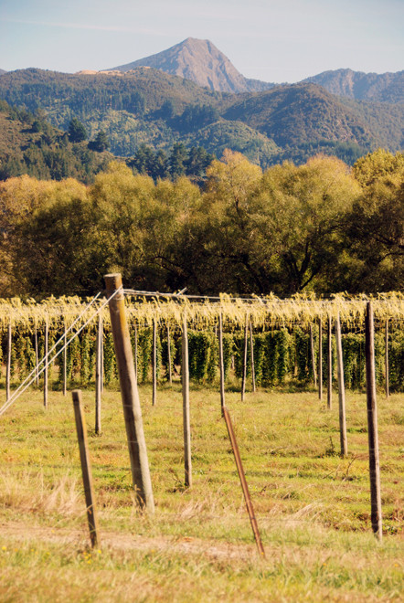 Hop orchards in the upper Motueka Valley