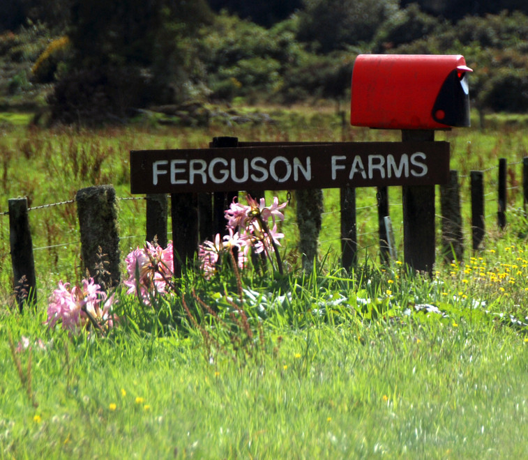 Ferguson Farms sign with flowers and red mailbox