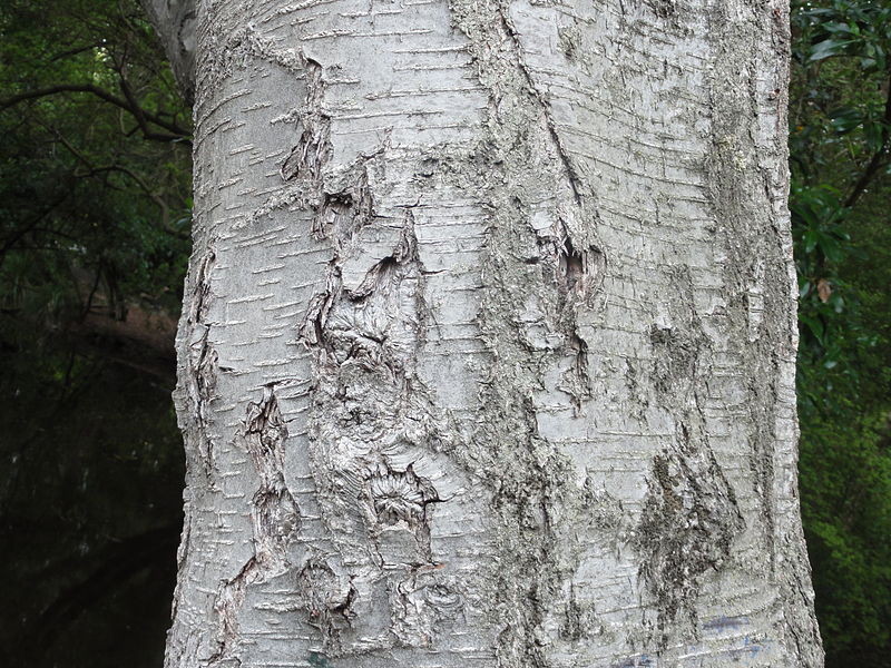 Silver Beech bark (Courtesy Andy king50 WikiCo