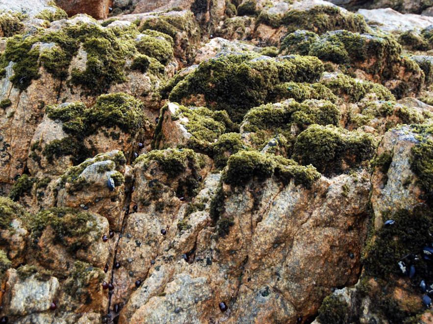 Granite rocks with covering of Red Moss Seaweed  (Bostrychia arbuscula) Boulder Beach, Ulva Island,