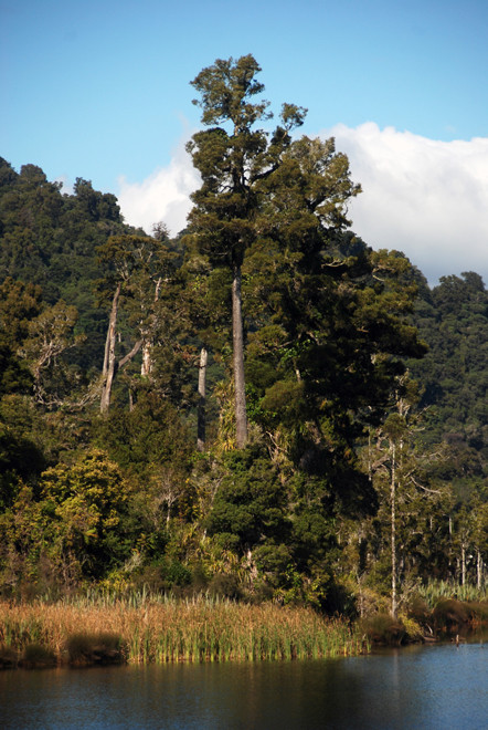 Dacrycarpus dacrydioides or kahikatea (once mistakenly called 'white pine' ) at the water's edge of Lake Inathe/Matahi. The seed covers (aril) were eaten by Maori and heartwood charcoal was used to ma