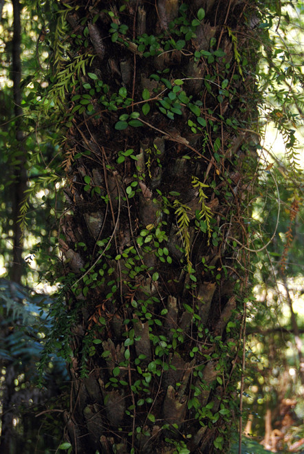 Possibly Maidenhair vine/pohuehue -  Muehlenbeckia complexa - and an epiphyte (Tmesipteris tannenis - Hanging fork fern)growing from a tree fern stem on the Hydro Walk, Golden Bay.