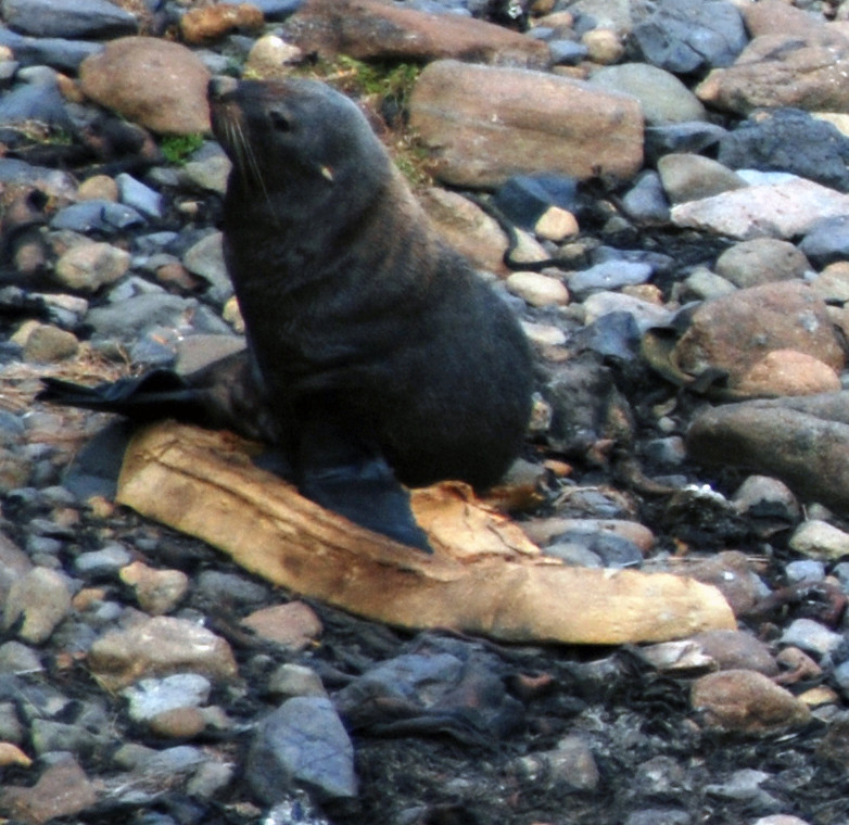 A foam mattress for this female seal at Sand Fly Bay