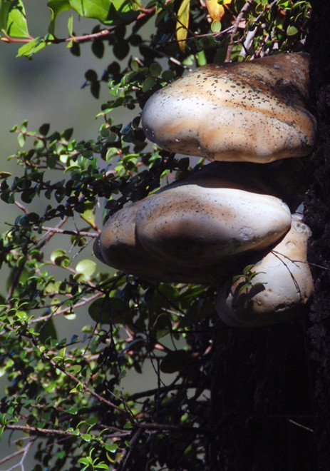 Bracket fungus on a Mountain Beech on the Hydro Walk, Golden Bay.