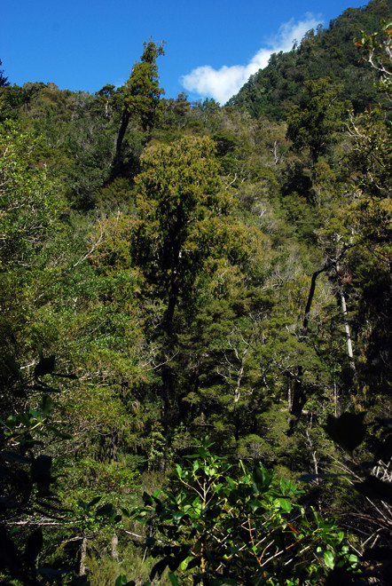 Looking back across Campbell Creek to the sunny side of the valley - rimu and mountain beech predominate. Hydro Walk, Golden Bay.