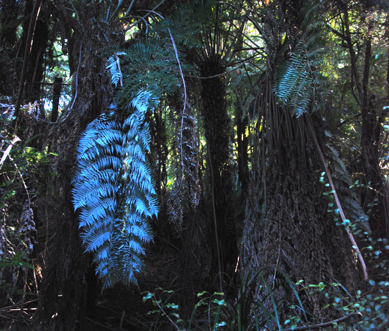 Silver fern/ponga - Cyathea dealbata - growing in a very shaded location on the north side of the Campbell VAlley on the Hydro Walk. National symbol of New Zealand the upturned fronds were cut to mark