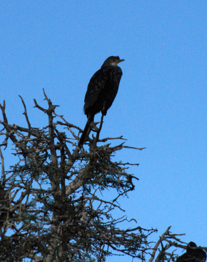 We also saw this Reed Cormorant (phalacrocorax africanus) at the Montagu roosting tree. It is the only true fresh water cormorant