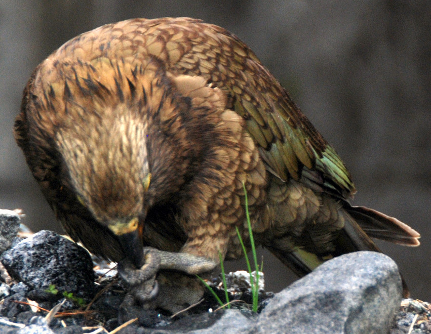 Kea were waiting at the western portal of the Homer Tunnel on our trip out from Milford Sound.