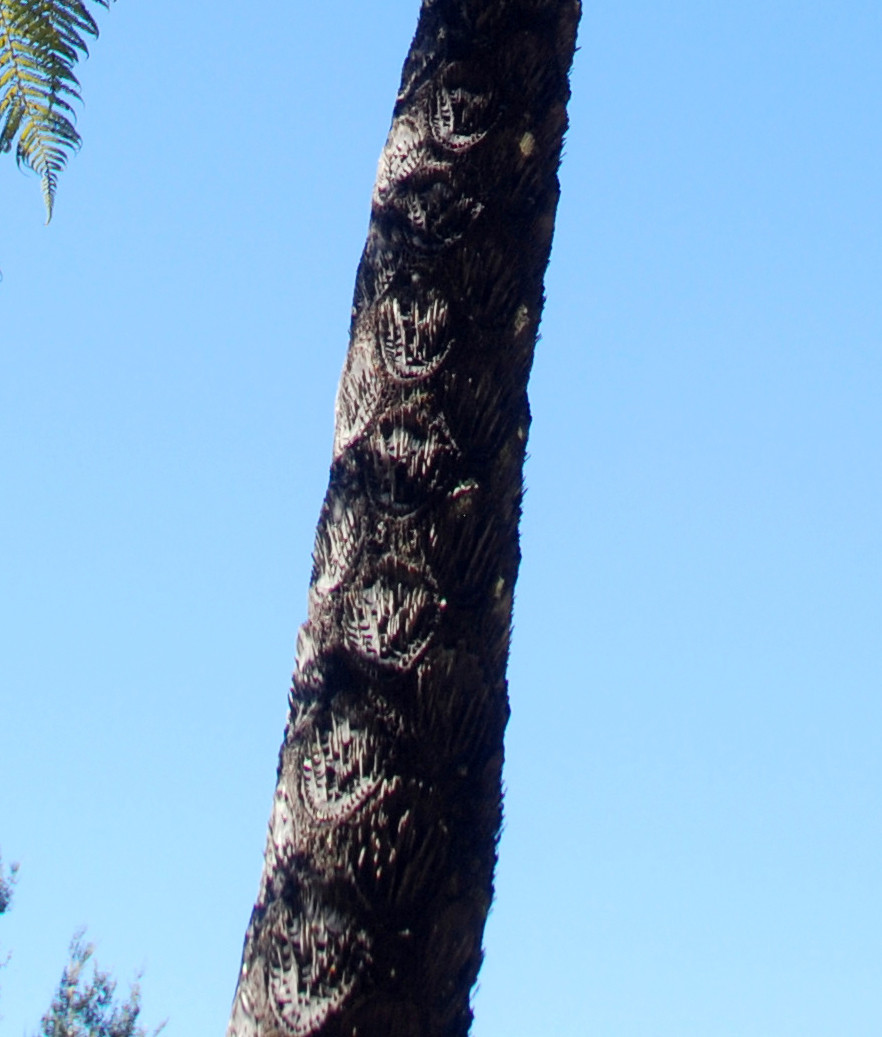 Detail of manuka caudes/trunk above - from Hydro Walk.