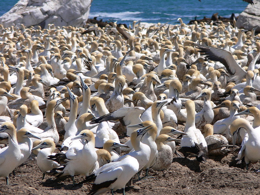 Cape Gannet colony at Bird Island, Lamberts Island, Western Cape (c) Winfried Bruenken @ Wikimedia