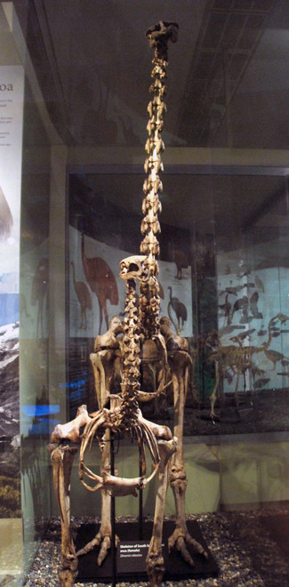 Female skeleton of Giant Moa (Dinornis robustus) (with smalller skeleton in front) Otago Museum, Dunedin.