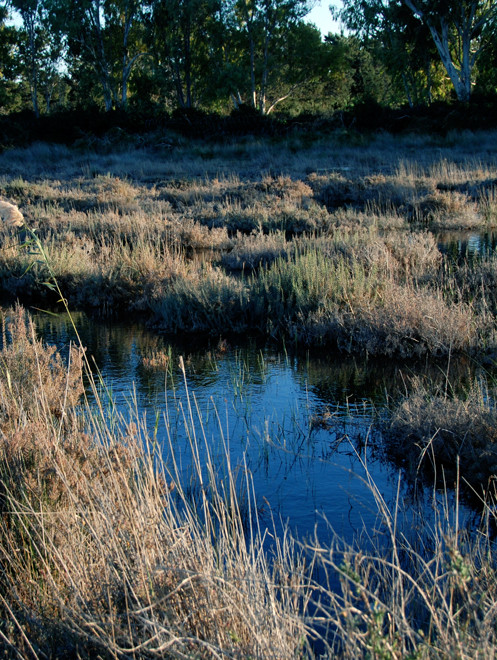 Brackish water, reeds and eucalyptus on the boundary of Akrotiri air base, January, 2013.