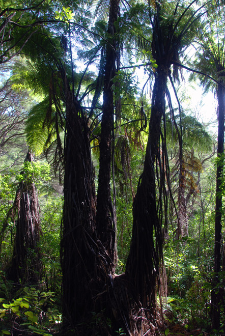 Tree ferns (probably Mamamuka/Black Tree Ferns)  dominate the lower forest on the Wainui Falls walk.