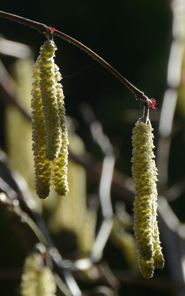 What to look for in spring: the tiny flames of the female hazel flower. 