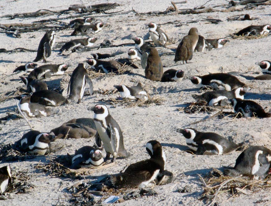 Crowded beach scene with nearly-fledged chicks at Simons Town (Peg Murray Evans)