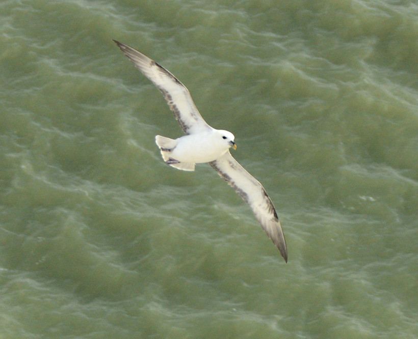 Fulmar returning to its chalk cliff nesting site at the South Foreland. 