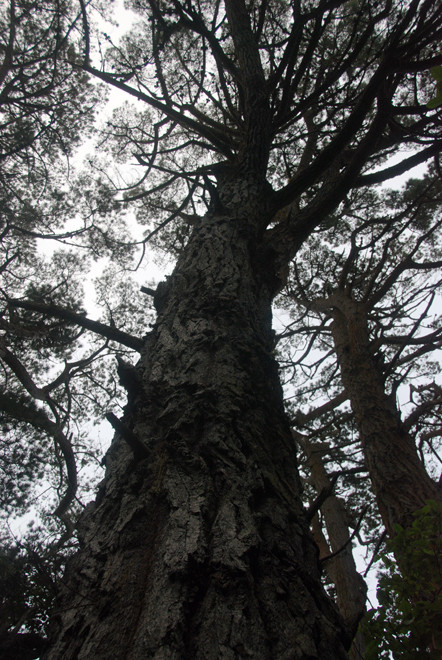 Giant introduced pines behind the Old Post Office, Ulva, Stewart Island.