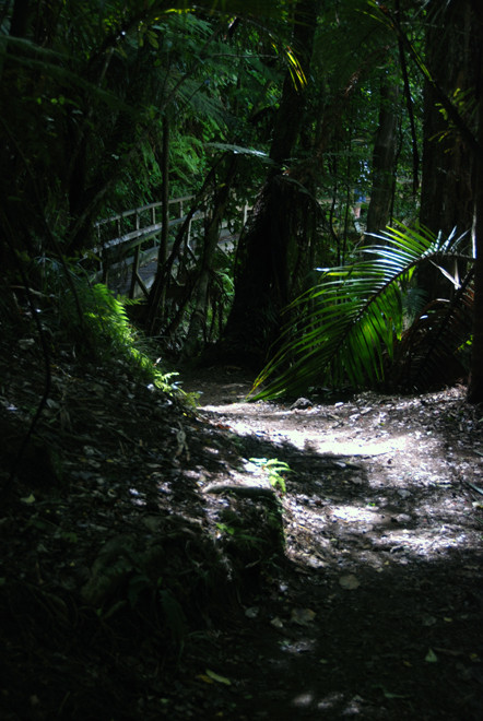 Deep shade on the north western side of the Wainui Valley.