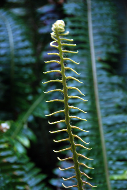 Probably the spore frond of Blechnum discolor near Ackers Point, Stewart Island (Thanks to Peter Tait for help with identification).