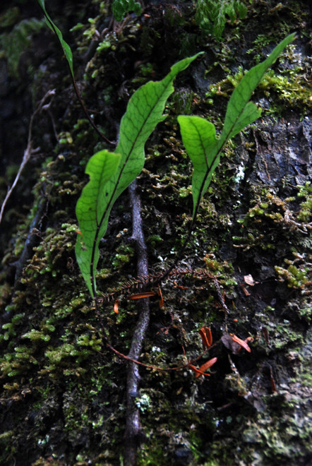 Hound's Tongue Fern (an epiphytic fern - Microsorum pustulatum) on Ulva Island