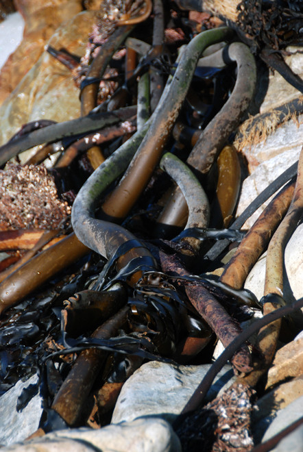 Kelp like great rubber hawsers on the rocks at Buffels Bay on the Cape Peninsula