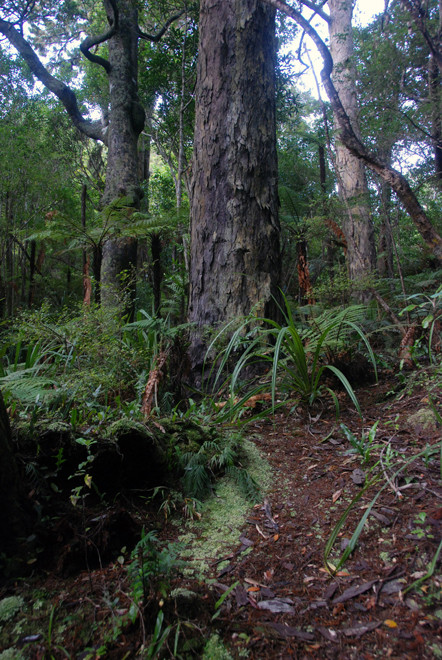 A unique and majestic podocarp forest of Rimu, Halls Totara and Miro where no native felling ever occurred (Ulva Island)