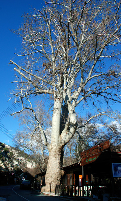 Massive Plane tree on the banks of the Kryos river, below Koilani, January 2013.