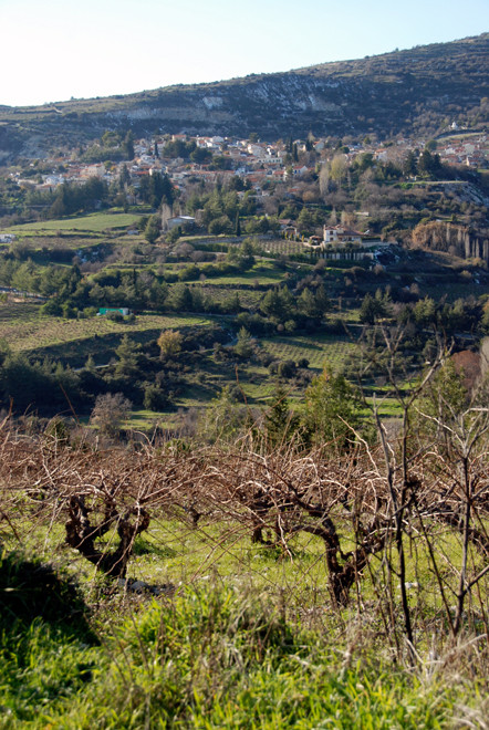 Sun, vines, new grass: looking towards Koilani from the east, January 2013.