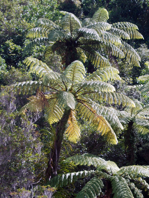 Mamuka and nikau palms in scrub forest at the bottom of the Wainui Waterfall walk, Golden Bay. Big dark stipes and longest frond of the NZ tree ferns 