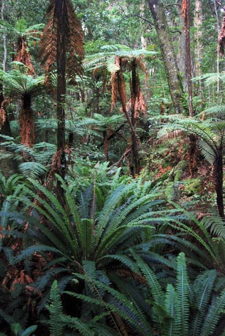 Crown ferns, weki tree ferns and Halls totara and Rimu on Ulva Island