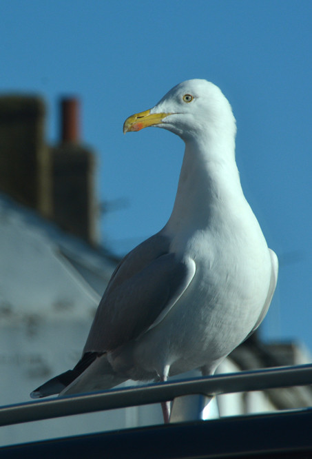 Shopping done. Queuing to get out of Sainsbury's car park, Deal at 11.28. Herring Gull in all its magnificent watchfulness. 