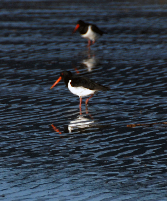 Variable oystercatchers and reflections in pied variety at Pohara Beach.