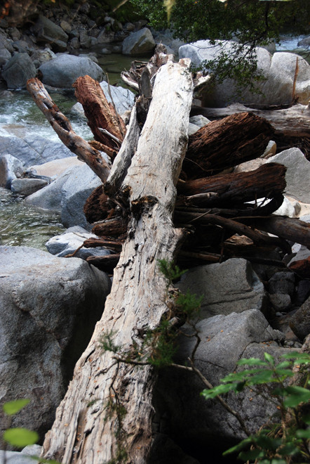 The size of the logs washed down the Wainui River attests to the strength of flow during flooding.